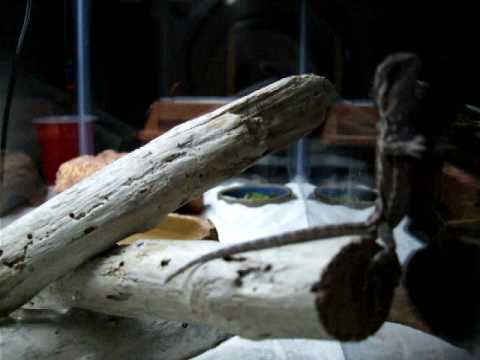 Bernie the stand up dragon