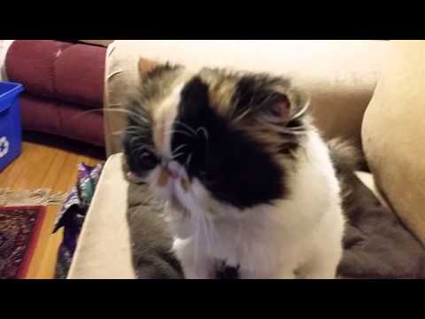 My Foster Cat, Abby, Struggles to Breathe