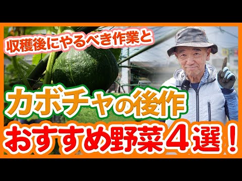 カボチャの正しい収穫方法はこれです 庭の練習