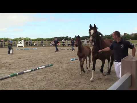 Holsteiner Fohlenschau Föhr 2022 | SF | For Romance x Krack C | 104A | Gerd Ohlsen