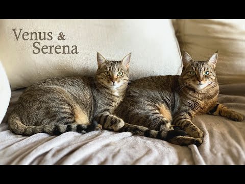 Serena, an adoptable Tabby & Siamese Mix in Sherman Oaks, CA_image-1