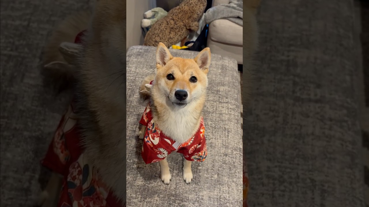 My cute shiba dog is now Japanese Princess👘🐕