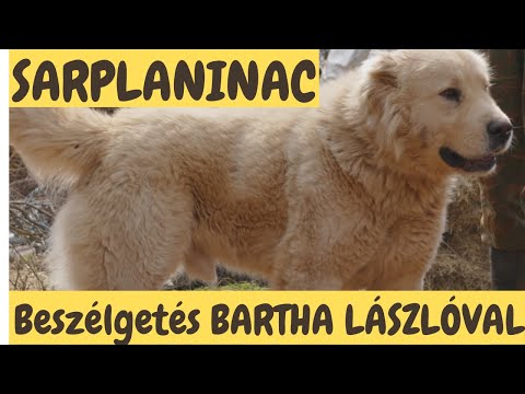 A SARPLANINAC - Bartha László véleménye.  DogCast TV!