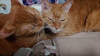 うちの仲良しトリオの猫達【猫動画】【借金残74.5万】
