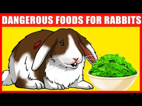 YouTube video about: Will rabbits eat watermelon plants?