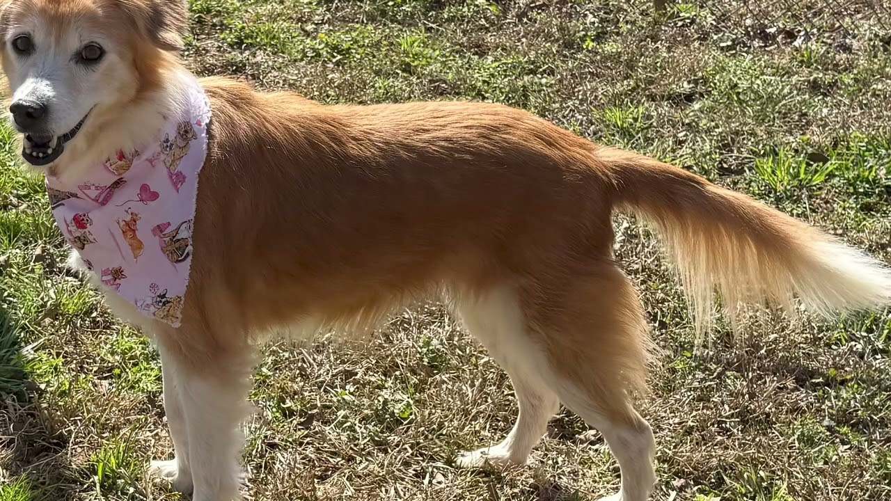 Enlarge Jemma, a ADOPTABLE mixed breed in New Canaan, CT video 6/6