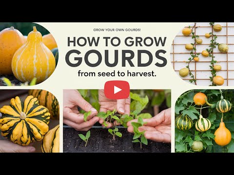 How to Grow Gourds: From Seed to Harvest – The Complete DIY Guide!