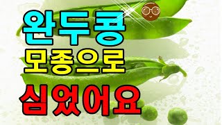 3월 텃밭작물로 완두콩 심었어요 / 완두콩심는시기 / 완두콩재배방법