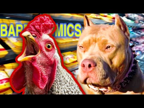 Top 5 Raw Foods that Skyrocket Your Dog's Health | XL Bully