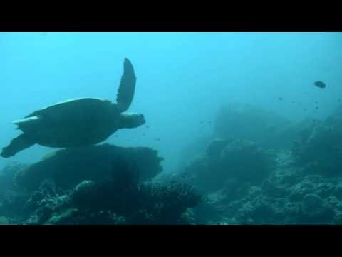 Cesty do podmořského světa