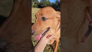 Video preview image #1 Mutt Puppy For Sale in Wakefield, RI, USA