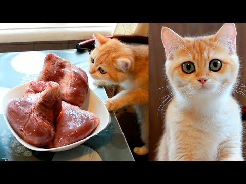 🦁🥩 Homemade Natural Cat Food | What Do My Cats Eat? How To Cook Food for Cats?