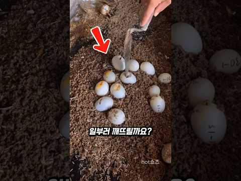 왜 오리알을 일부러 깨뜨릴까요?