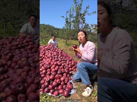 Harvesting Lots of Sweet Apple 🍎🍎 Fruit from Farm 👍 #shorts #apple #youtubeshorts