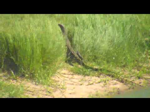 Djuma: Water Monitor Lizard on a morning prowl through the tall grass - 08:37 - 02/18/19