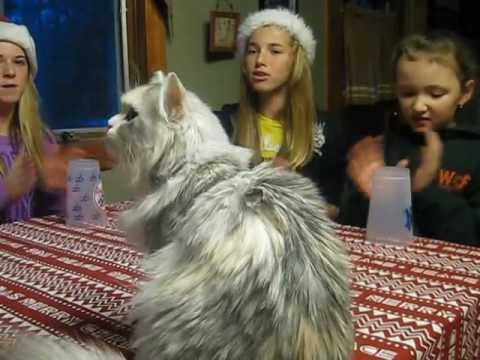 Jingle Bells cup song