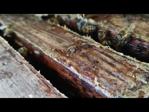 Пчеловодство. Что на пасеке!? ПОЛНАЯ ВЕРСИЯ! ГЛАВНЫЙ ВЗЯТОК ПОШЁЛ ! УДАЧИ ПЧЕЛОВОДАМ ! Медосбор!