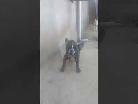 Bulldog dangers beautiful dog 🐶