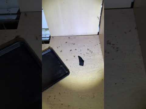 Apex Pest Control technician treating a German cockroach infestation in a Yorkshire HMO