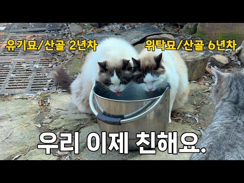 원수였던 랙돌 고양이 둘, 지금은 친구입니다.