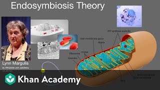 Endosymbiosis theory | Cell structure and function | AP Biology | Khan Academy