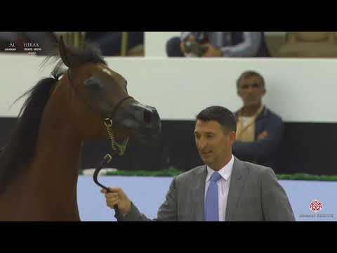 N 133 D SEENEYYAH   Al Shiraa International Arabian Horse Show 2020