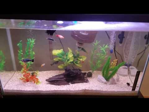 Community fish tank With Angel and Betta Fish (HD)