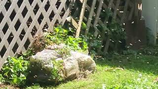 Watch video: Yellow Jackets Found by the Fence in...