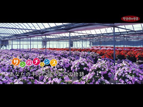 シデ: これがカットの仕組みです 植物