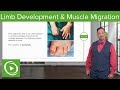 Limb Development And Muscle Migration Embryology Lecturio