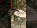 Watch This Stump Disappear in 3 Minutes!