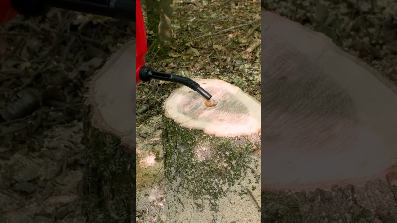 Watch This Stump Disappear in 3 Minutes!