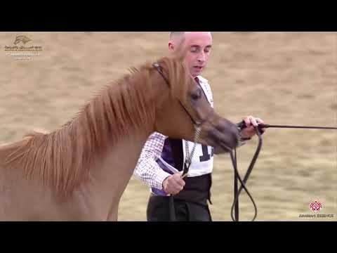 N 12 HIND EL ABRQAH   10th Qatar International Arabian Peninsula Horse Show 2020   Yearling Fillies