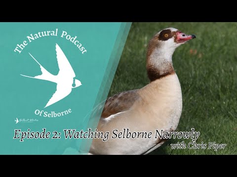 The Natural Podcast of Selborne: Episode 2: Watching Selborne Narrowly