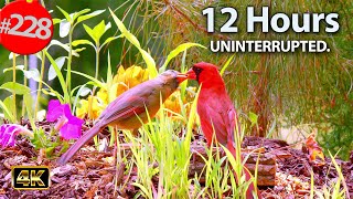 Best of Relaxing TV for Cats 😻12 Hours of Uninterrupted Birds 🐦 Cat TV @LensMyth