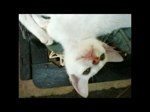 Cat Funny- lakshithacast
