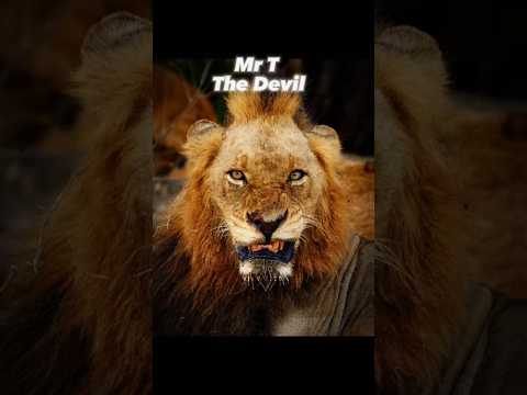 Rulers ⚔️ #lion #mapogo #attitude #mrt #scarface #makhulu