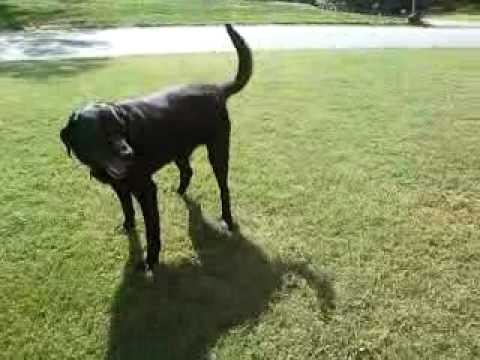 Kodi - his idea of "roll over"