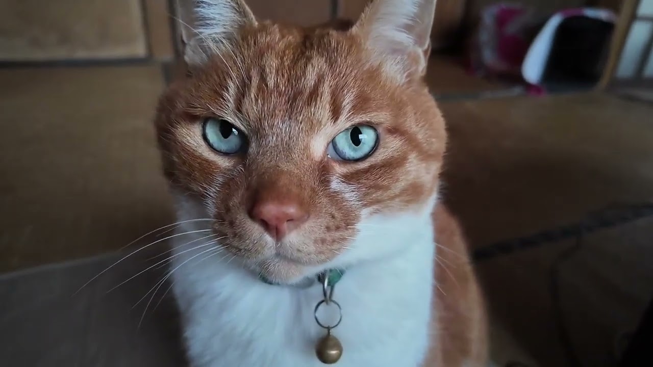 猫さんが睨んでくるのでちょっかい出さざるをえない【侵入した野良仔猫】～家猫修行中～