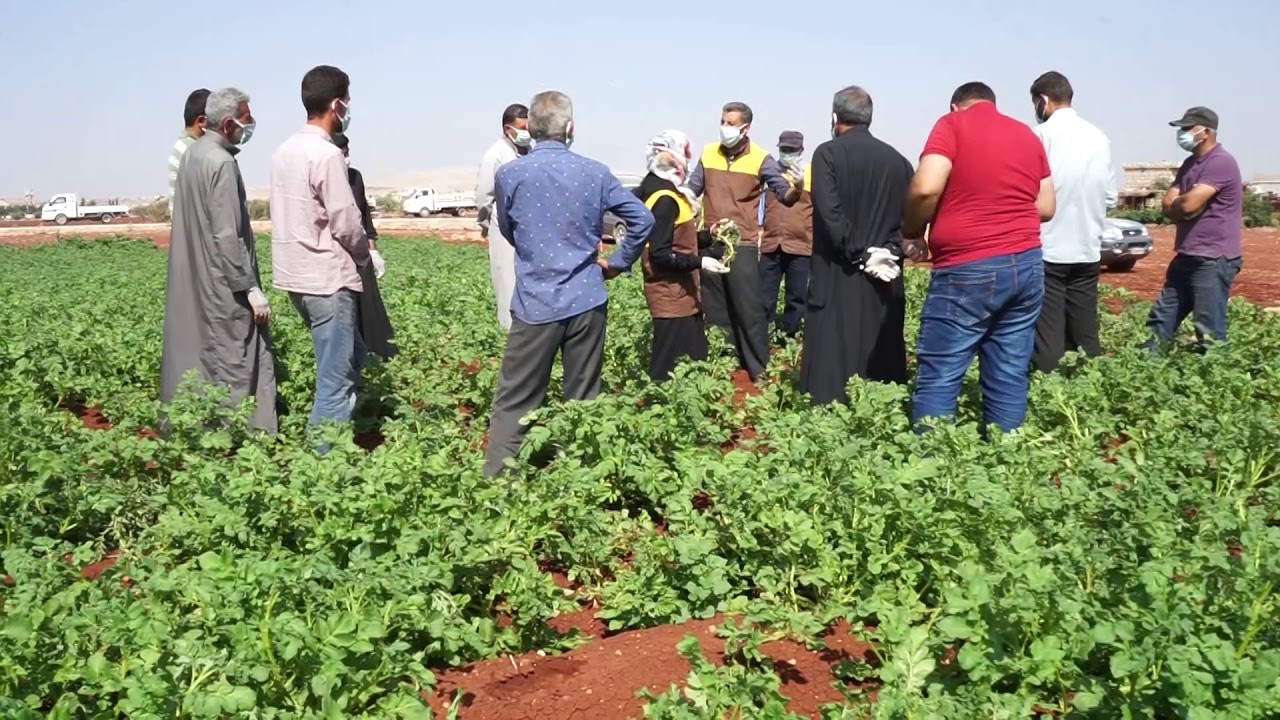 النشاطات و التدريبات ضمن الأيام الحقلية في مشروع دعم مزارعي البطاطا في ريفي حلب و إدلب - منظمة طريق الحرير
