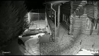 VIDEO: Urșii fac ravagii la Păltiniș - Au intrat într-un chioșc de gogoși și o cabană 4 video