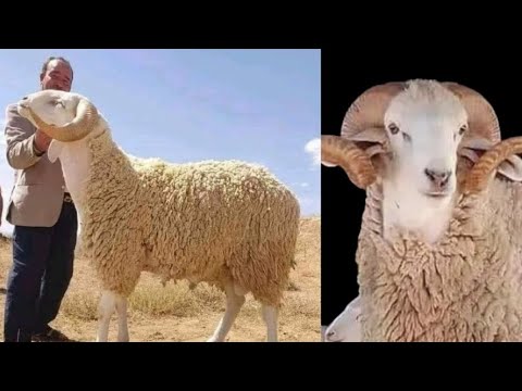 , title : 'سلالات الخراف أو الكباش في الجزائر  🐏🐑 # العيد  الأضحى " les différentes races de moutons  #al-Adha'