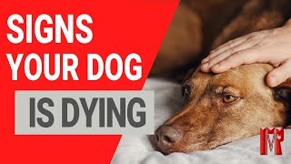 21 signs your dog is dying and how to help