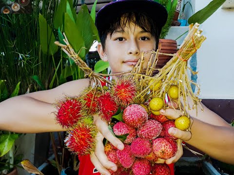 3 tropical fruits you must try in Thailand