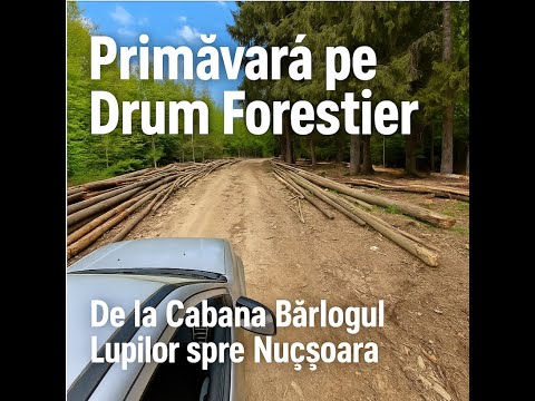 Primăvară pe Drum Forestier: De la Cabana Bârlogul Lupilor spre Nucșoara 🚙🌲
