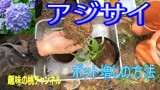 [Hydrangea] How to Increase Pot Size 25/9/12