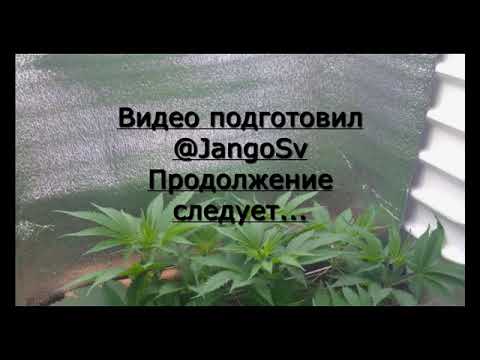 Вегетация сорта Dos-Vi-Dos