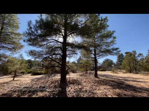 Wind Through Pine Trees | 3 Hours | 4k Video | Soothing Sounds for Sleep