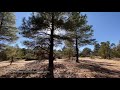 Wind Through Pine Trees | 3 Hours | 4k Video | Soothing Sounds for Sleep