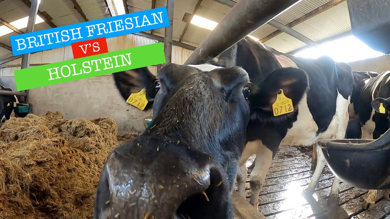 WHY WE CHOOSE BRITISH FRIESIAN OVER HOLSTEIN, AND A MONSTER ARRIVES ON THE FARM!!!